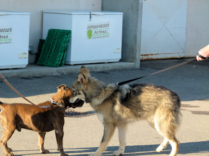 observation de la communication entre chiens