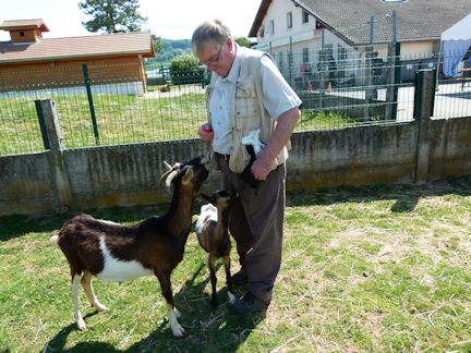 Clicker Training avec les chèvres du refuge